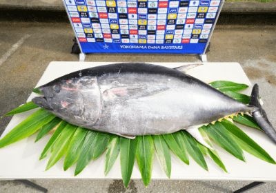 贈呈されたマグロ