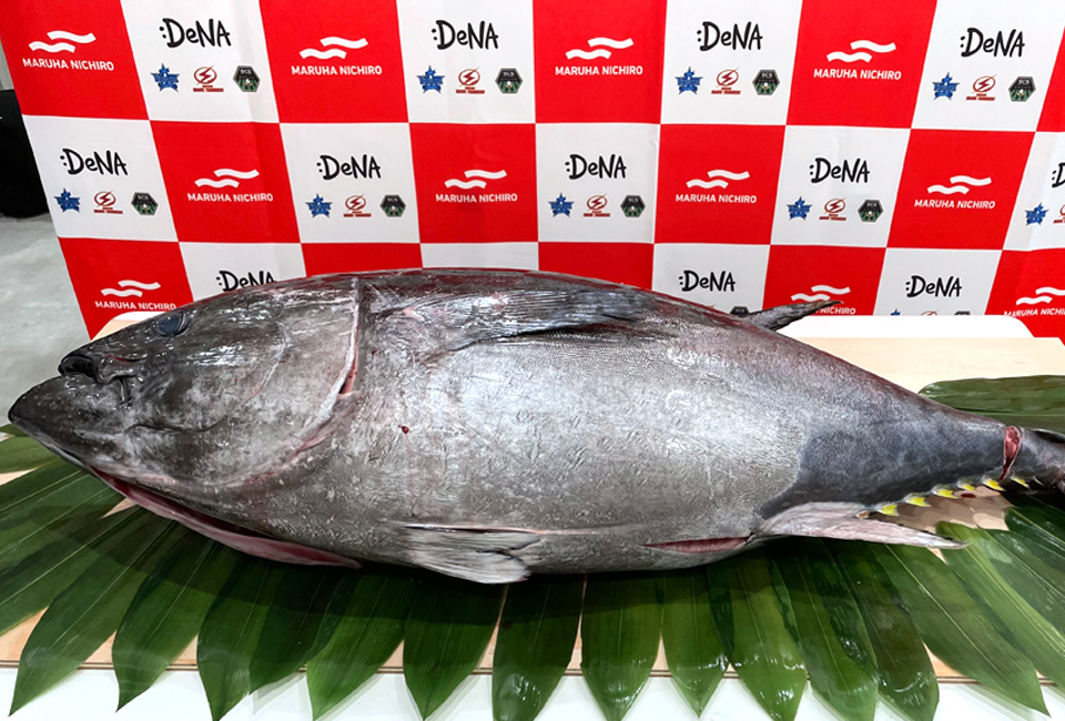 天皇杯優勝のお祝いにUmiosから約50㎏の完全養殖クロマグロを進呈！